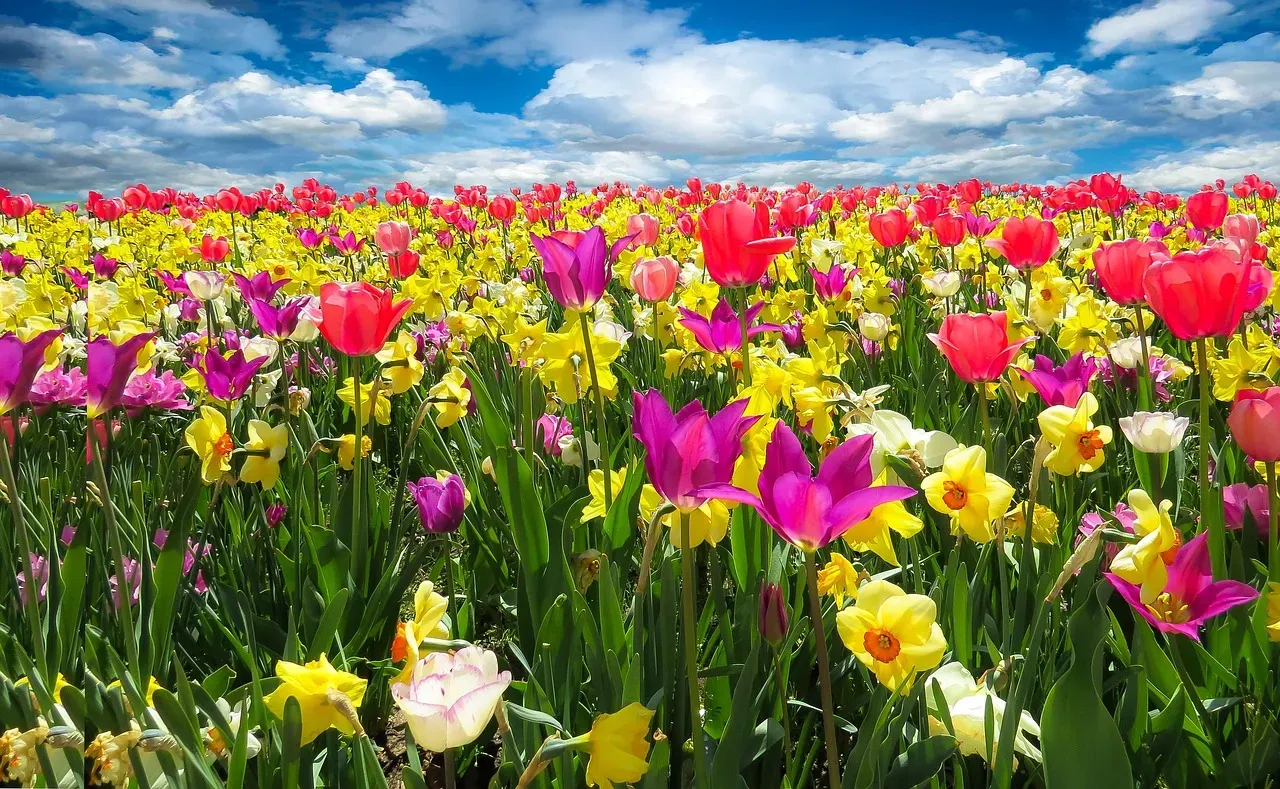 Daffodils and Tulips: Spring's Most Overlooked Hazard (Image Credits: Pixabay)