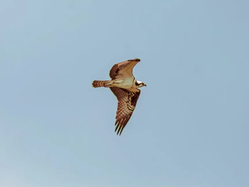 Urban And Suburban Rivers: Ospreys Move Into The Neighborhood (Image Credits: Pexels)