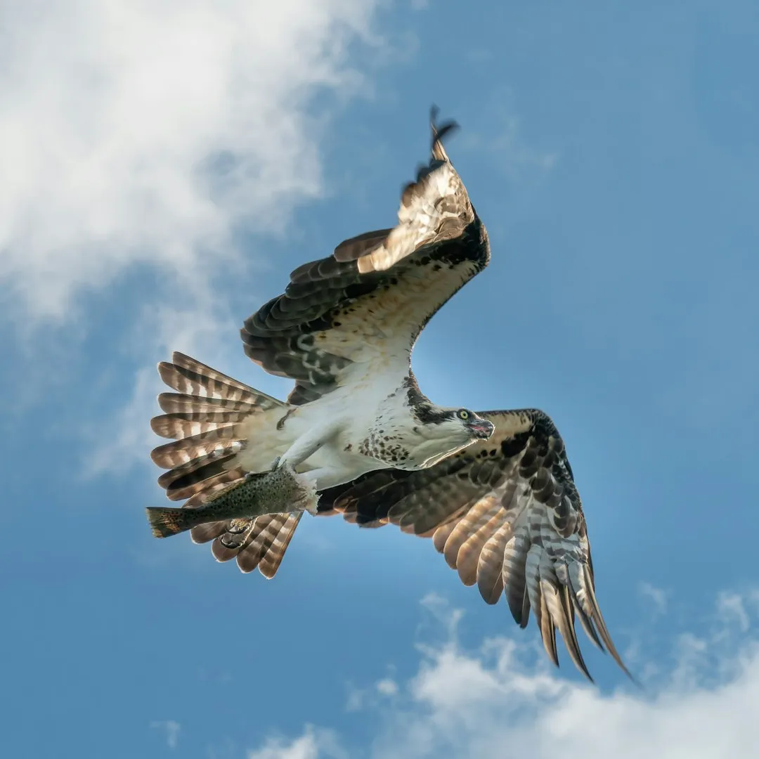 #4 Cancer – The Osprey (Image Credits: Unsplash)