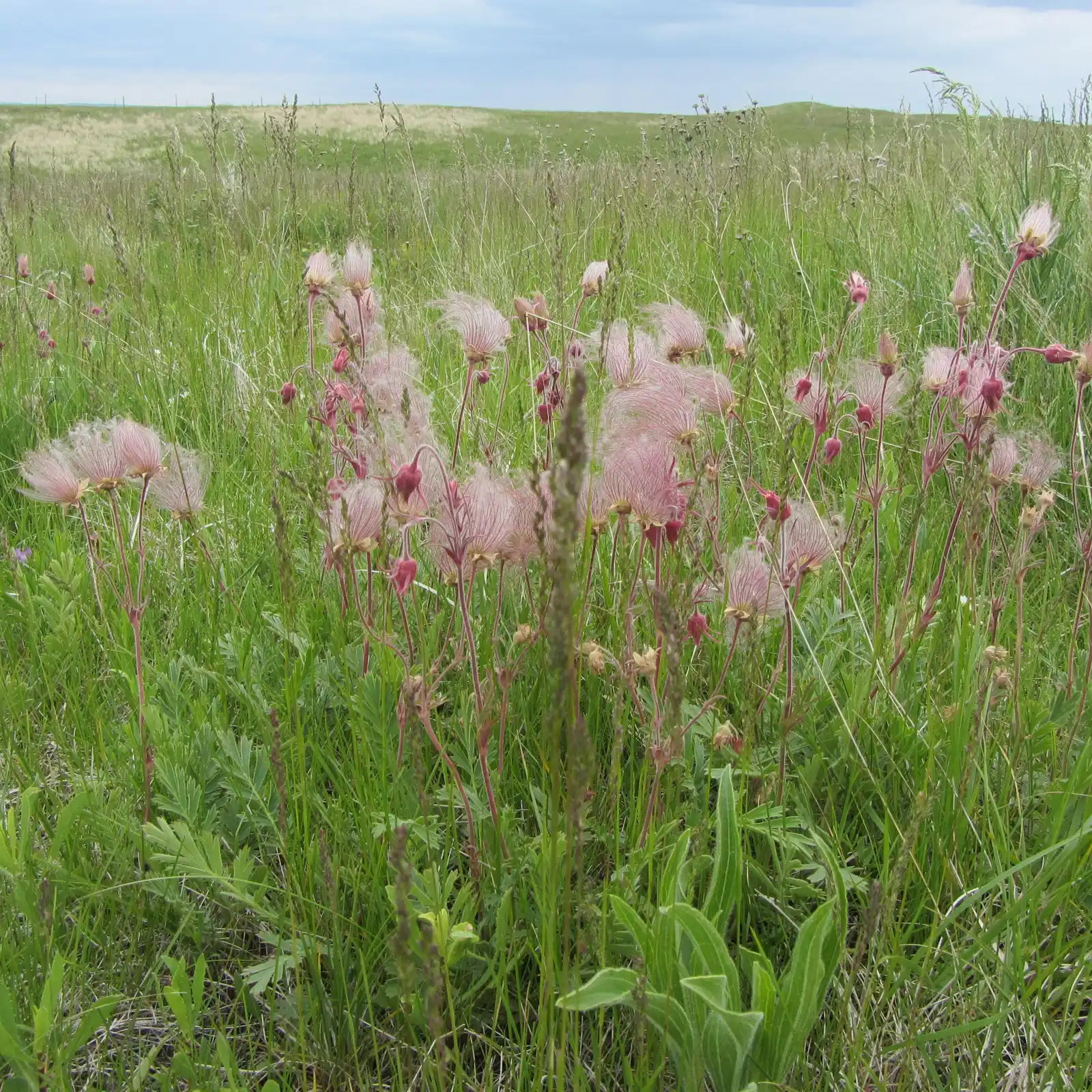 Rebuilding Native Plant Diversity That Wildlife Depends On (Prairie wildflowers, Public domain)