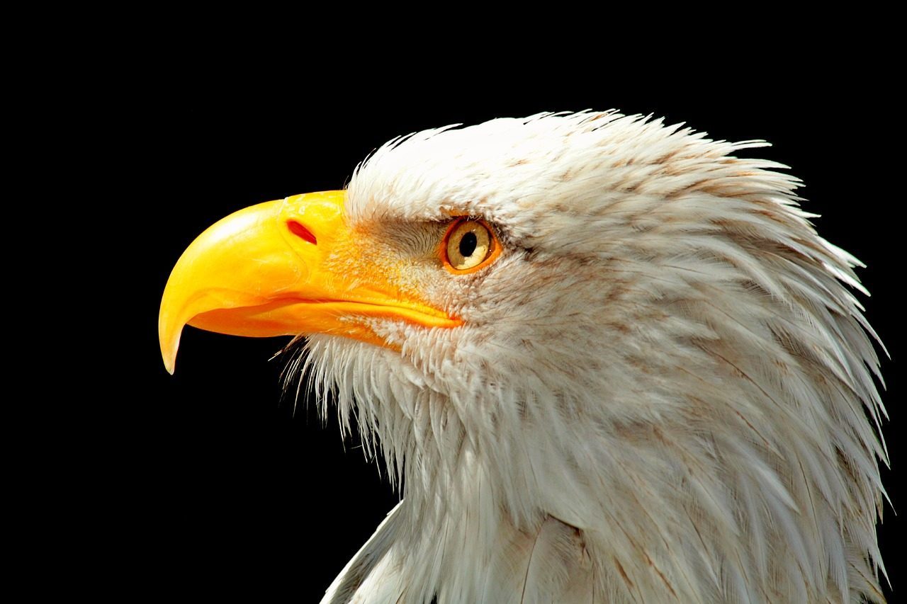 Eagles Hold Divine Status in Their Spiritual Practices (Image Credits: Pixabay)