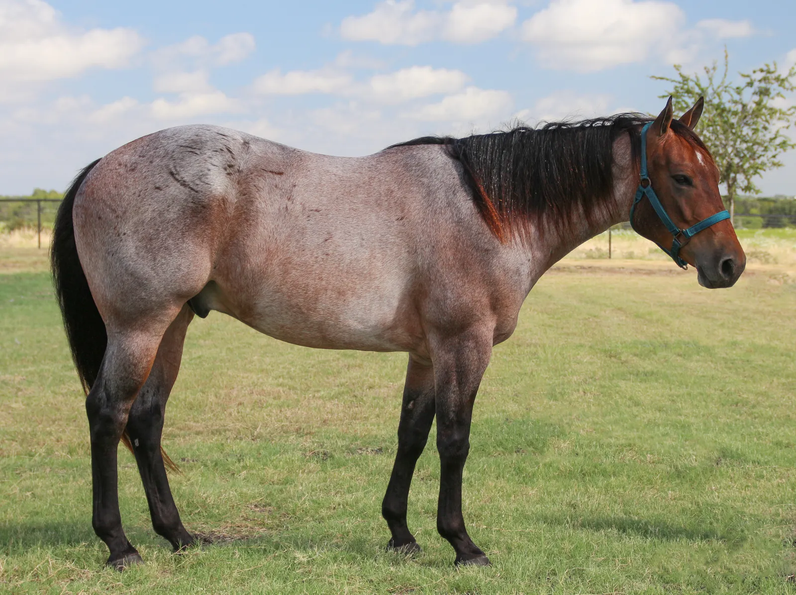 #1 - The American Quarter Horse and the Muscle Disease Nobody Wanted to Talk About (By Betty Wills (Atsme), CC BY-SA 4.0)