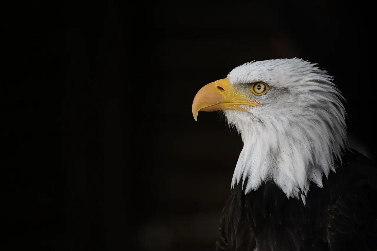 The United States Is Wilder Than You Think (Image Credits: Pixabay)
