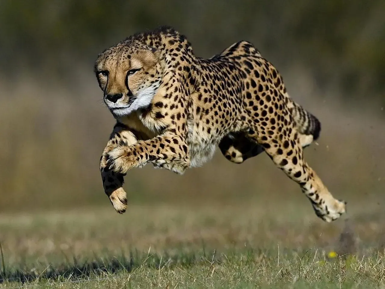 Aries: The Cheetah (Image Credits: Pixabay)
