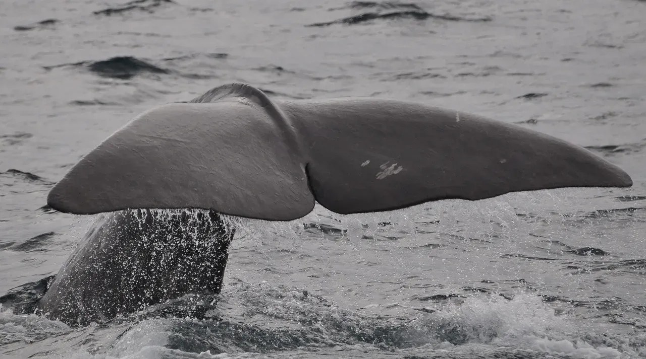 2. Sperm Whales Speaking in a Living Alphabet (Image Credits: Pixabay)