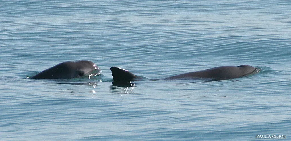 1. Vaquita (lauren.packard, Flickr, CC BY 2.0)