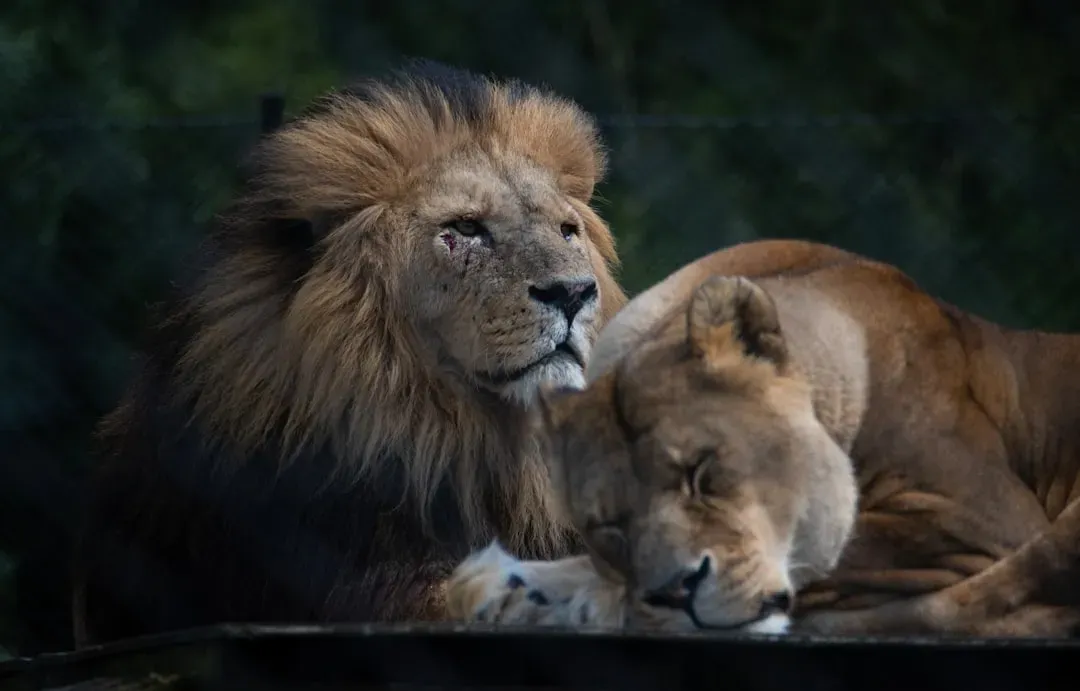 Leo: The Regal Recognition (Image Credits: Unsplash)