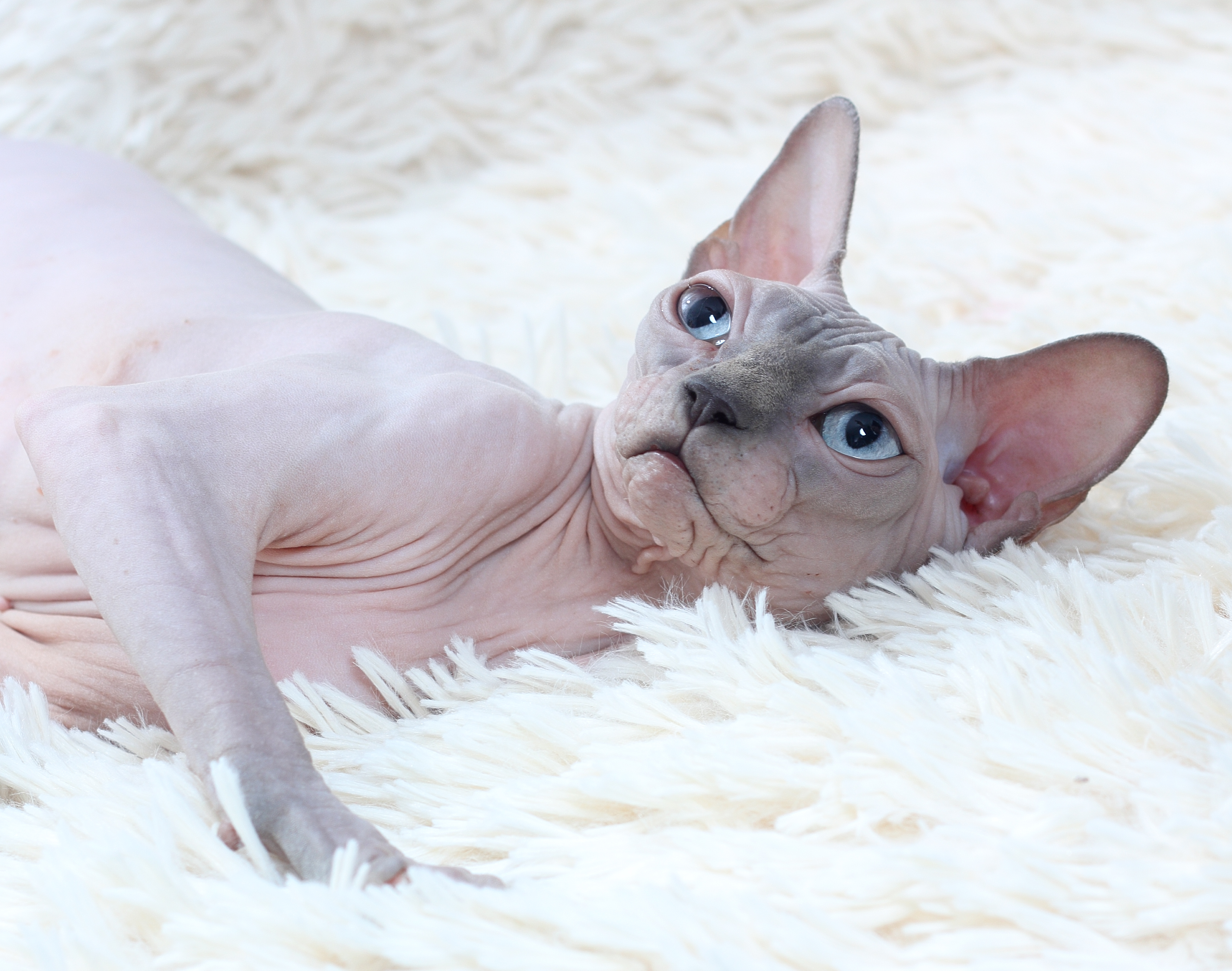 #10 Sphynx (Image Credits: Wikimedia)