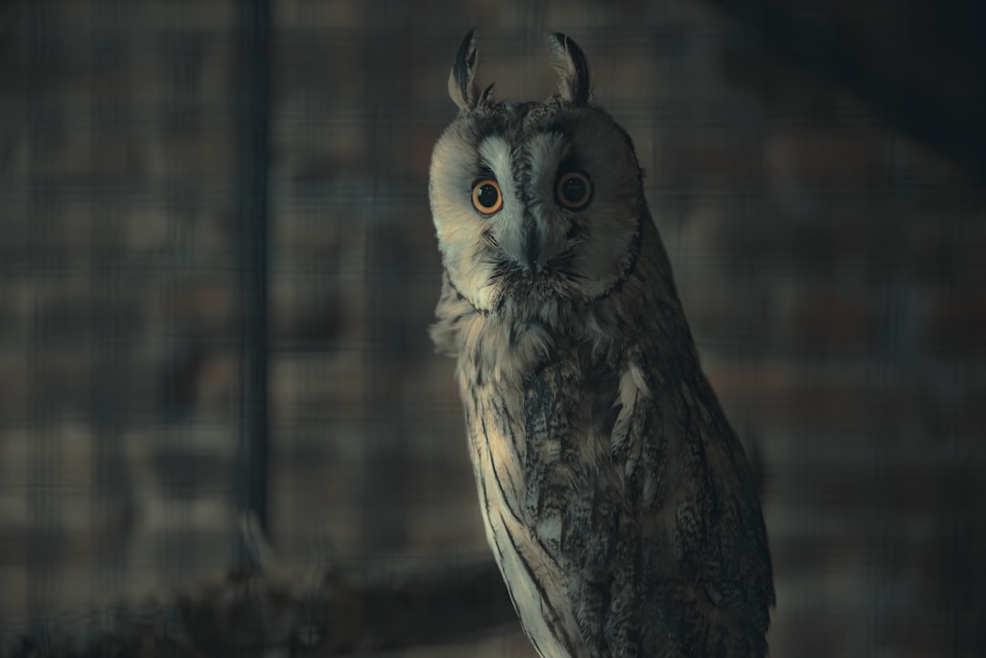 Messenger Between Worlds (Image Credits: Unsplash)
