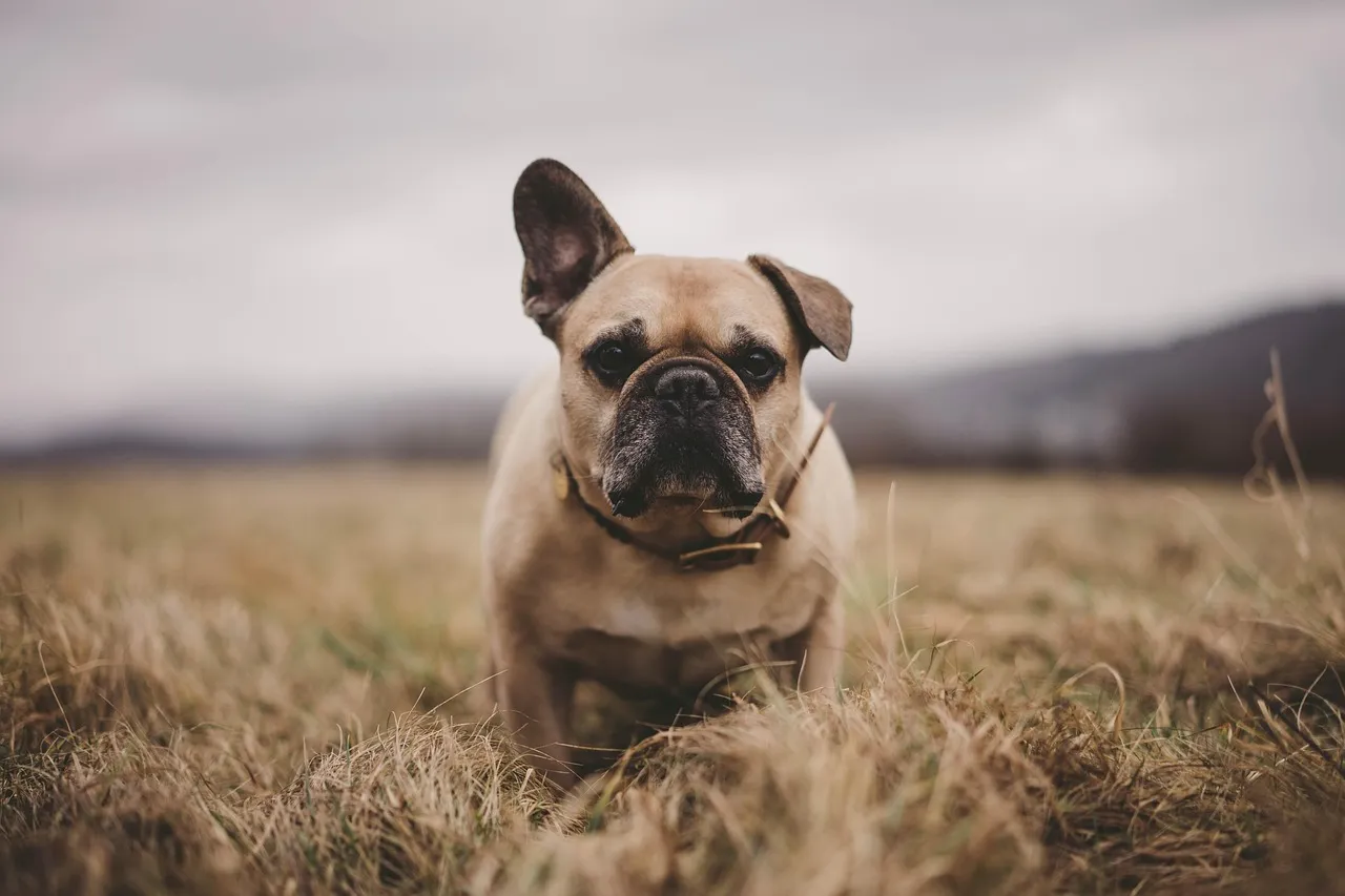 #13 - They Act Hungrier, But It's Not Just "Old Dog Greed" (Image Credits: Pixabay)