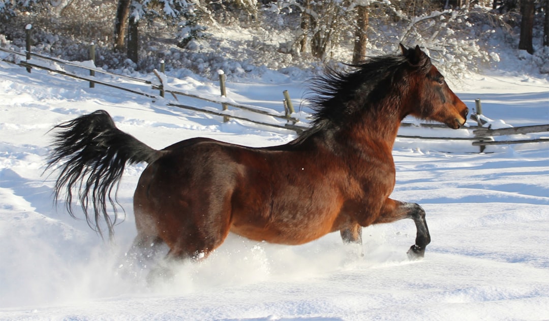 Morgan Horse: America's Loyal Companion (Image Credits: Unsplash)