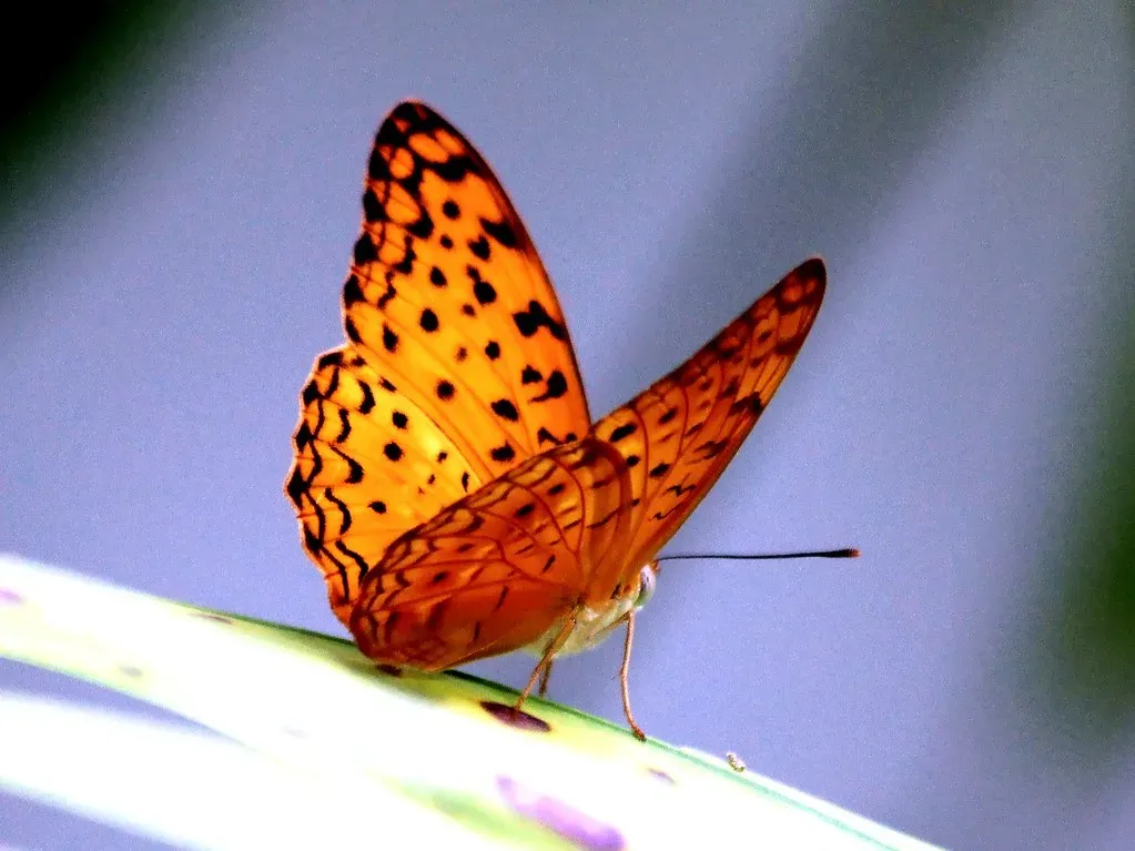 7. Florida - The Subtropical Gateway to Caribbean Species (dany13, Flickr, CC BY 2.0)