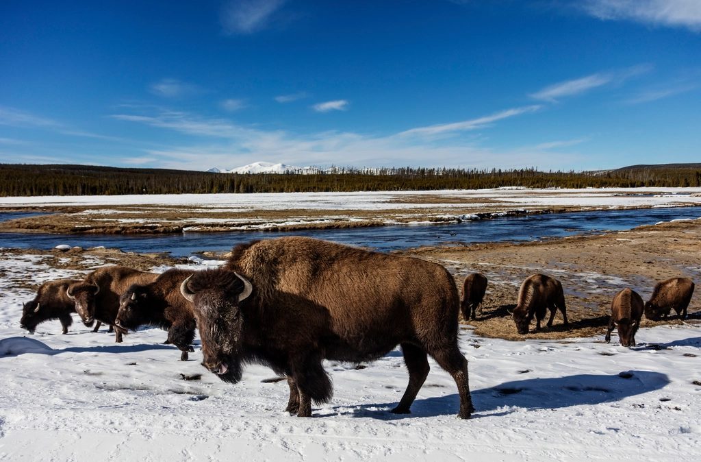 Wyoming's Yellowstone Treasure (Image Credits: Rawpixel)