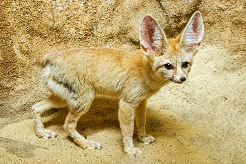 Gemini (May 21 &ndash; June 20): The Fennec Fox (Image Credits: Rawpixel)