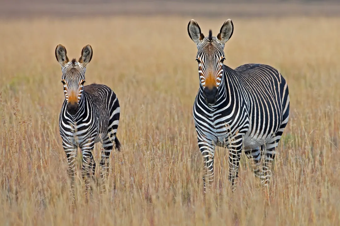 Plains Zebra for Steady Meals (Image Credits: Unsplash)