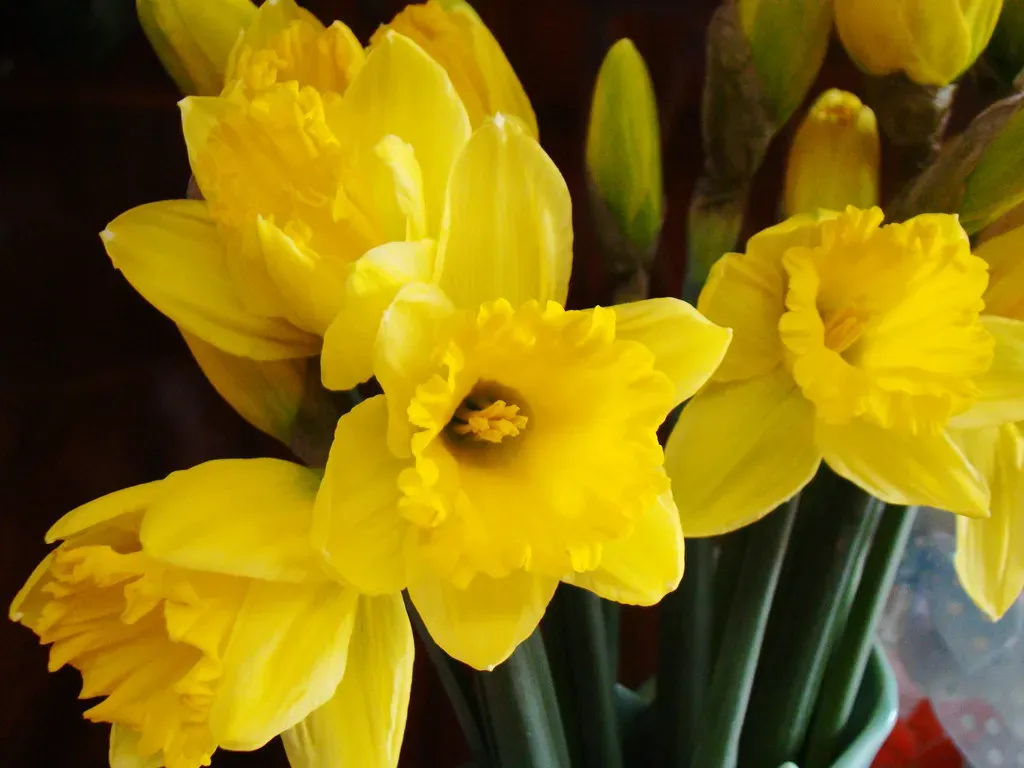 #9 Daffodils (Vegan Feast Catering, Flickr, CC BY 2.0)
