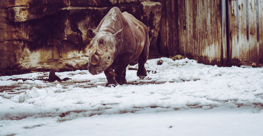 The Golden Rule: Freeze Like Your Life Depends on It (Image Credits: Unsplash)