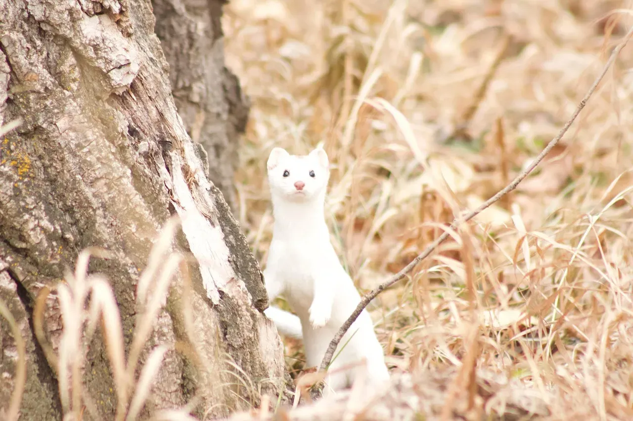 The Stoat: Tiny Terror of the Rabbit World (Image Credits: Pixabay)