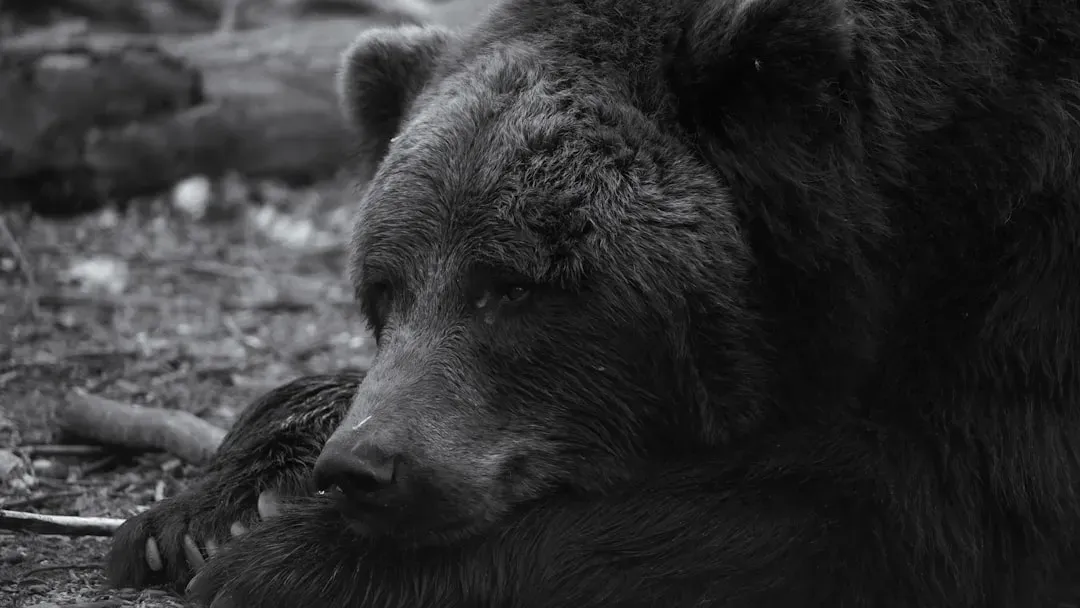 Why Playing Dead Is Always Wrong With Black Bears (Image Credits: Unsplash)