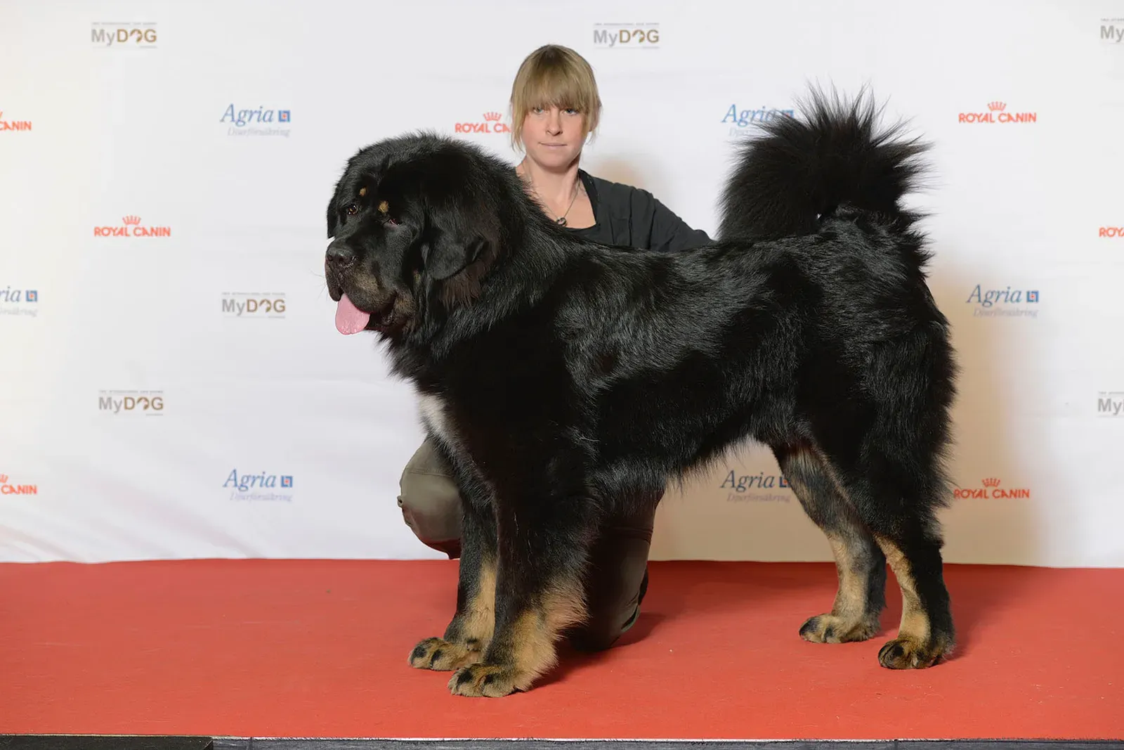 10. Tibetan Mastiff: The Ancient Mountain Titan (Image Credits: Wikimedia)