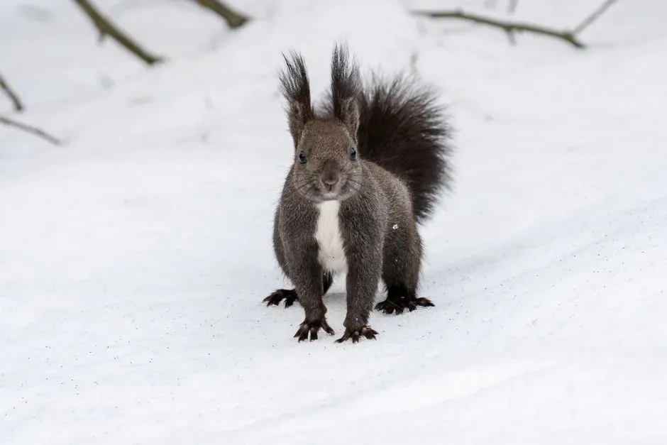 Growing A Denser Winter Coat (Image Credits: Pexels)