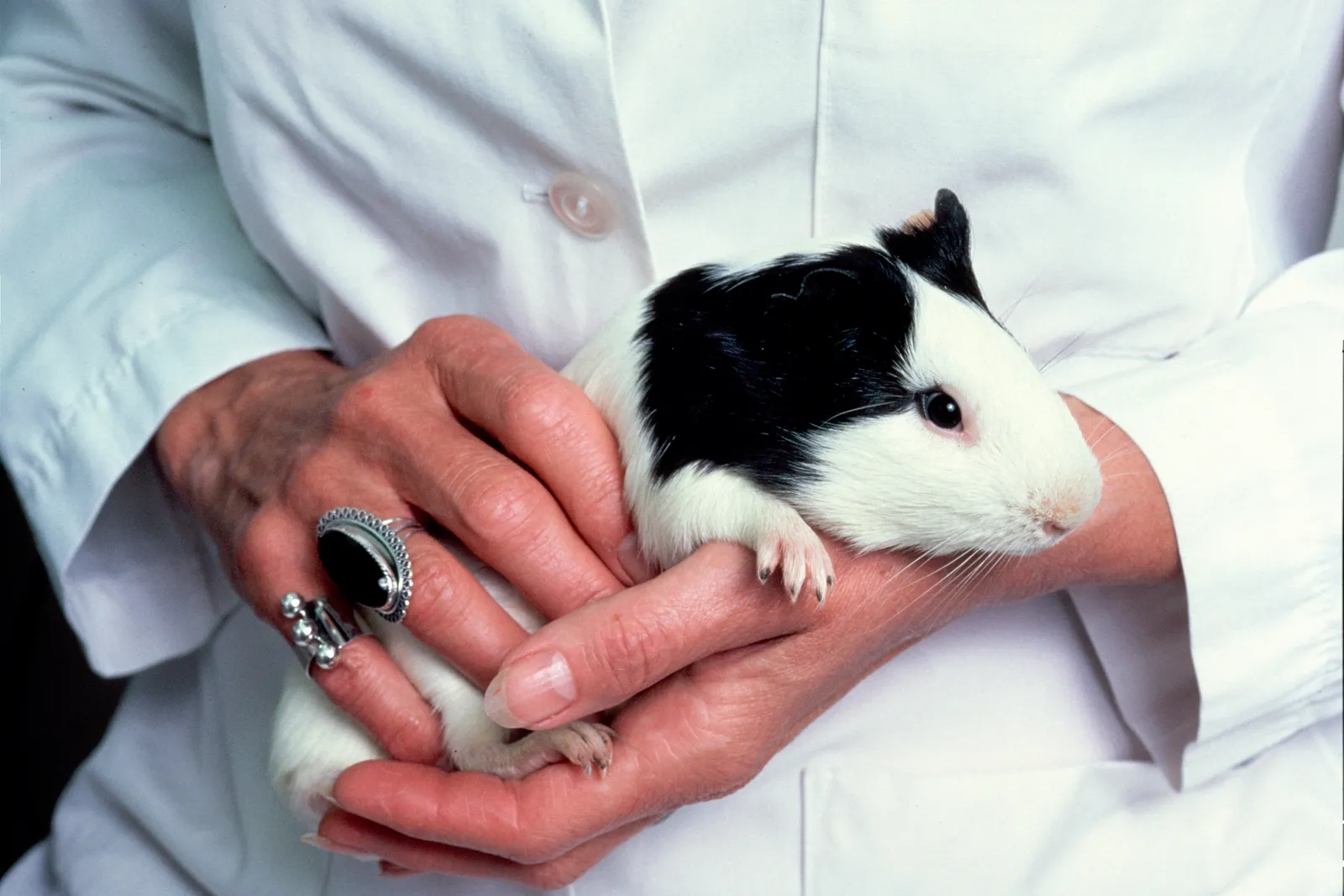 #6: Guinea Pigs - The Small Pet With Surprisingly Big Preferences (This image was released by the National Cancer Institute, an agency part of the National Institutes of Health, with the ID 1962 (image) (next)., Public domain)