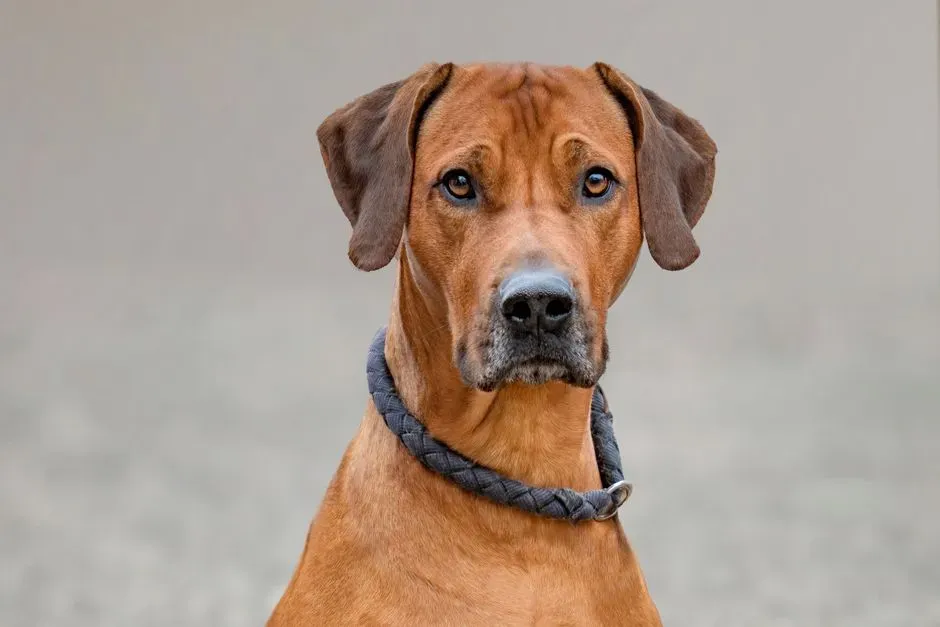 #8. Rhodesian Ridgeback - The Quiet Protector (Image Credits: Pexels)