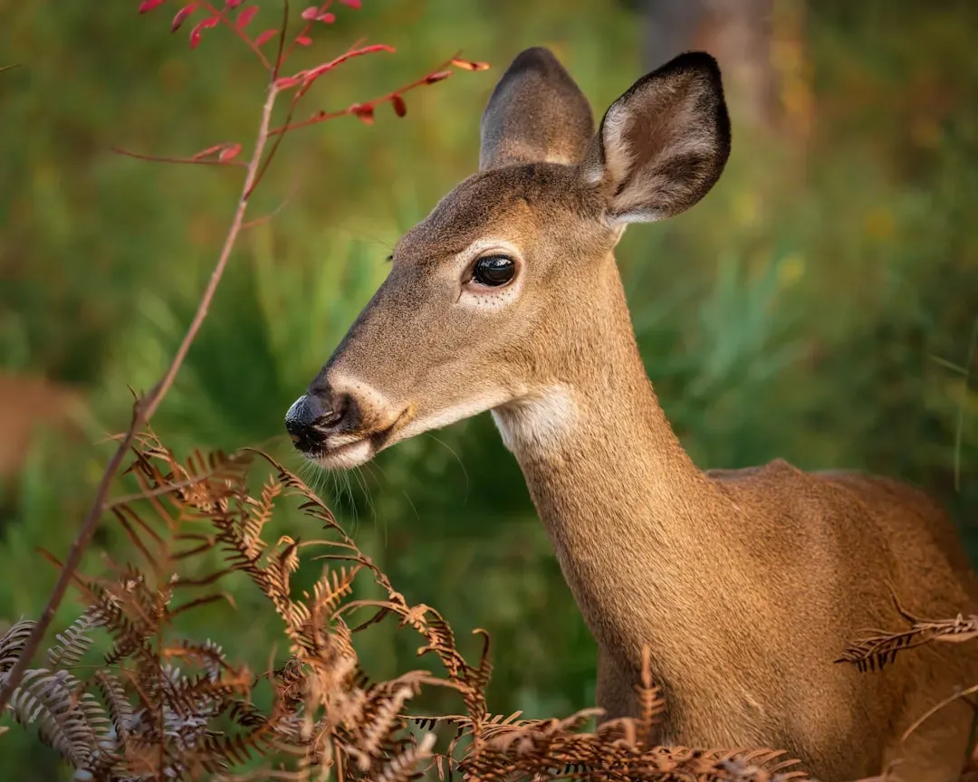 Virgo: The White-Tailed Deer Alert and Anxious (Image Credits: Unsplash)