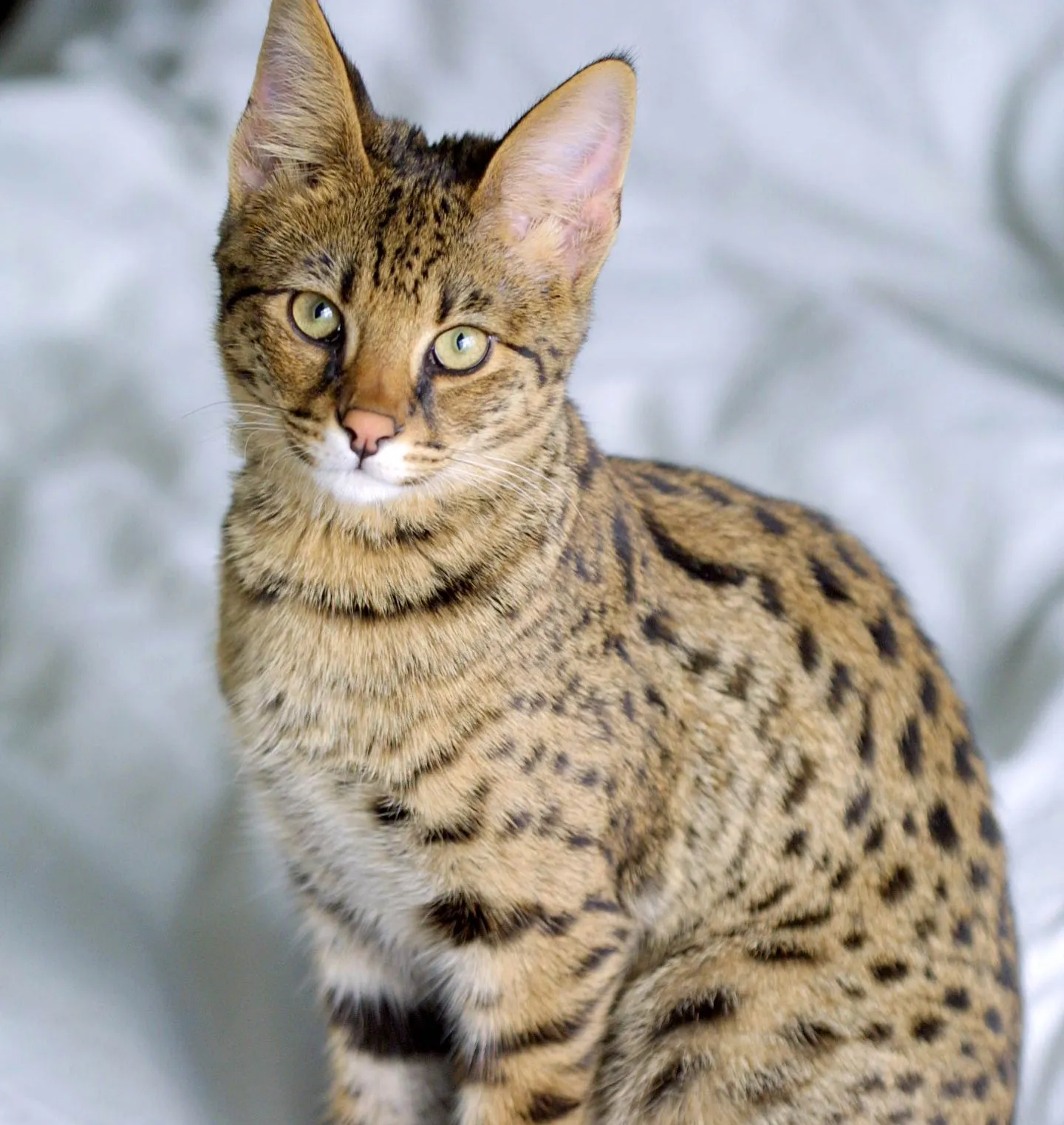 #28 - Savannah (Image Credits: Wikimedia)