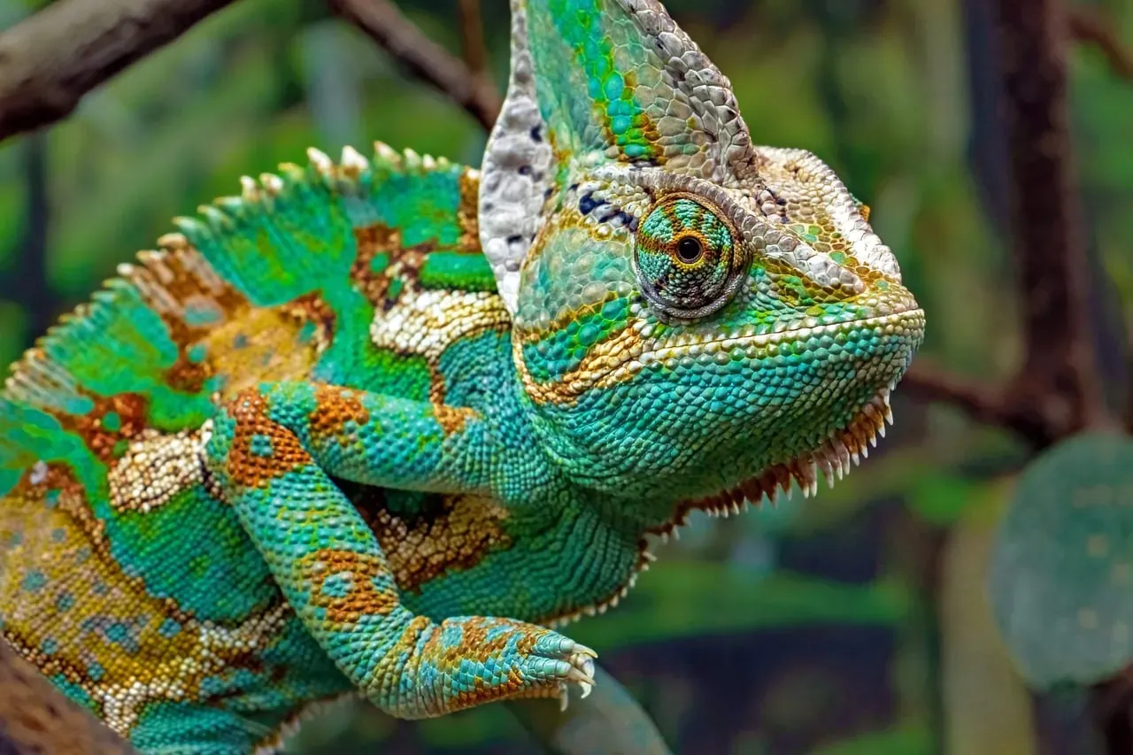 #9: Color Brightness Can Predict the Outcome of a Fight (Image Credits: Pixabay)