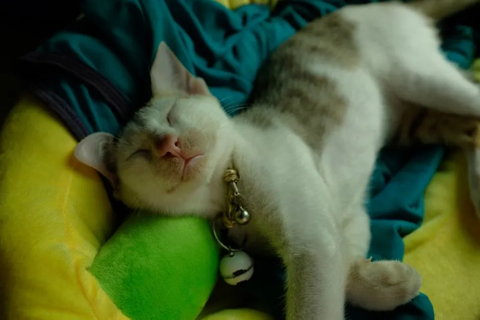 3. Sleeping On Your Chest Or Near Your Face More Than Usual (Image Credits: Pexels)