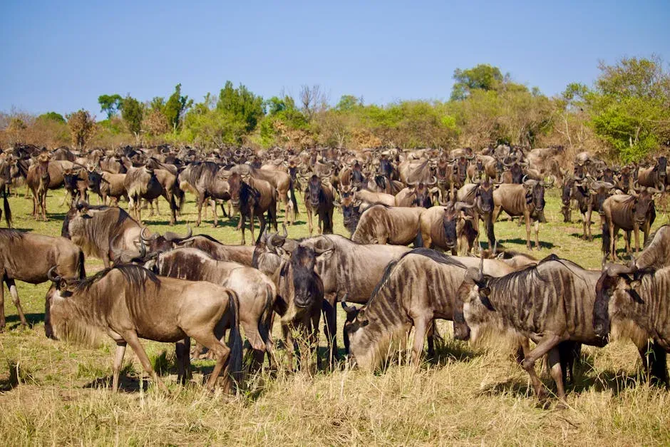#9 Sagittarius (November 22 &ndash; December 21): The Wildebeest (Image Credits: Pexels)