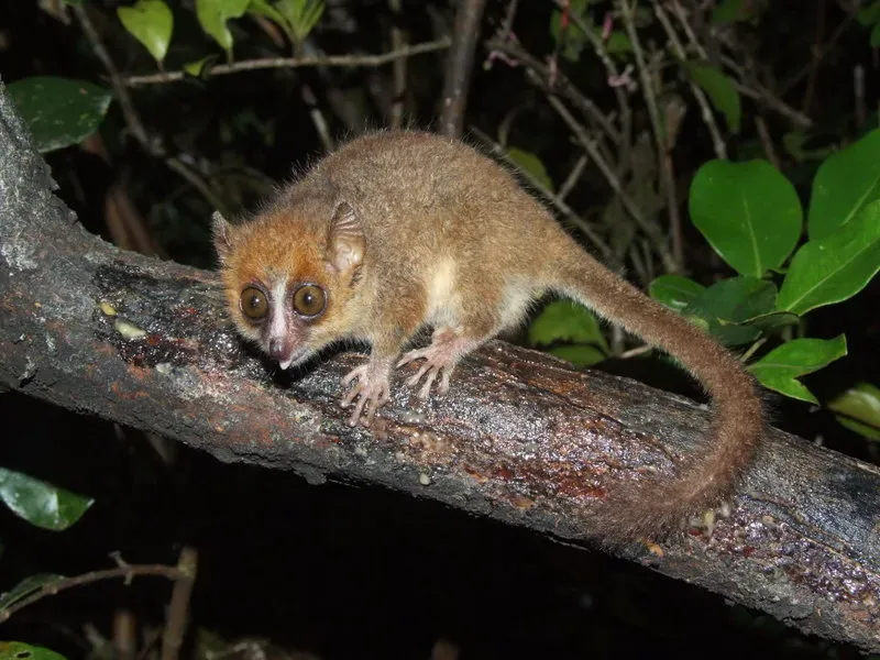 Gemini: Mouse Lemur (Image Credits: Wikimedia)