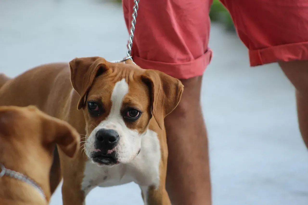 Bobbie the Wonder Dog: 2,500 Miles Back to Family (Image Credits: Pixabay)