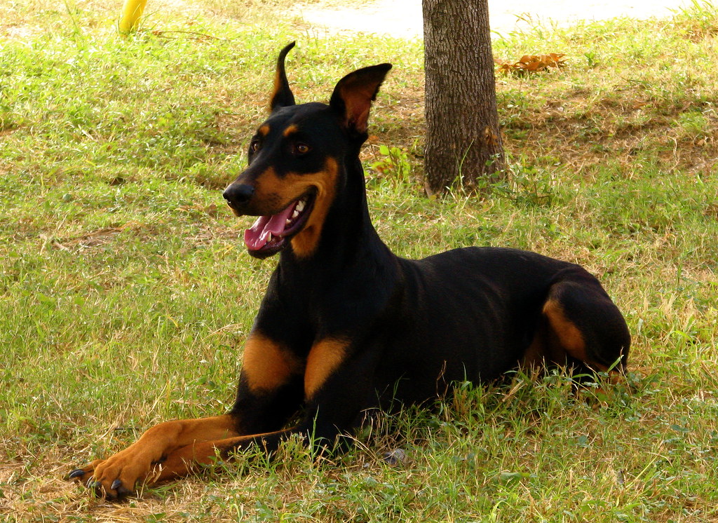 #7 - Doberman Pinscher (Image Credits: Flickr)