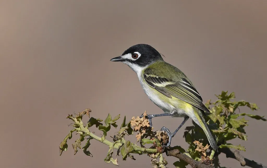 The Black-capped Vireo: A Hill Country Specialist Under Pressure (Image Credits: Flickr)