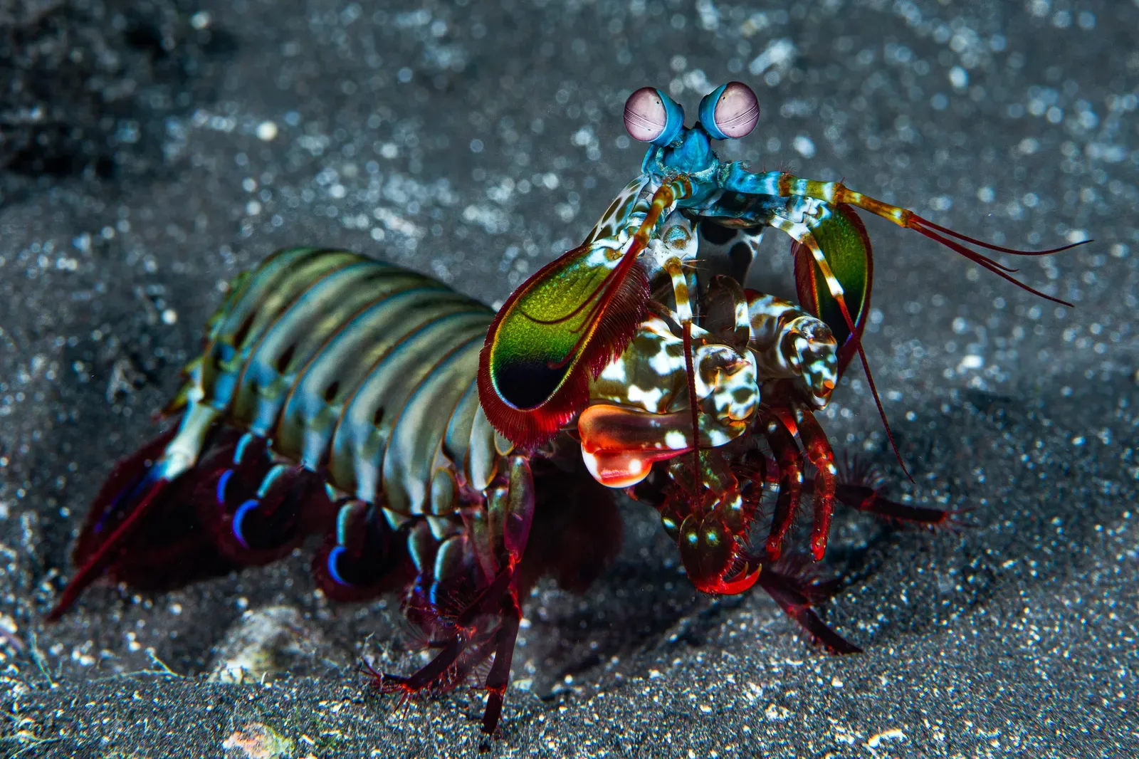Anatomy of the Mantis Shrimp's Eyes (The uploader on Wikimedia Commons received this from the author/copyright holder., CC BY-SA 4.0)