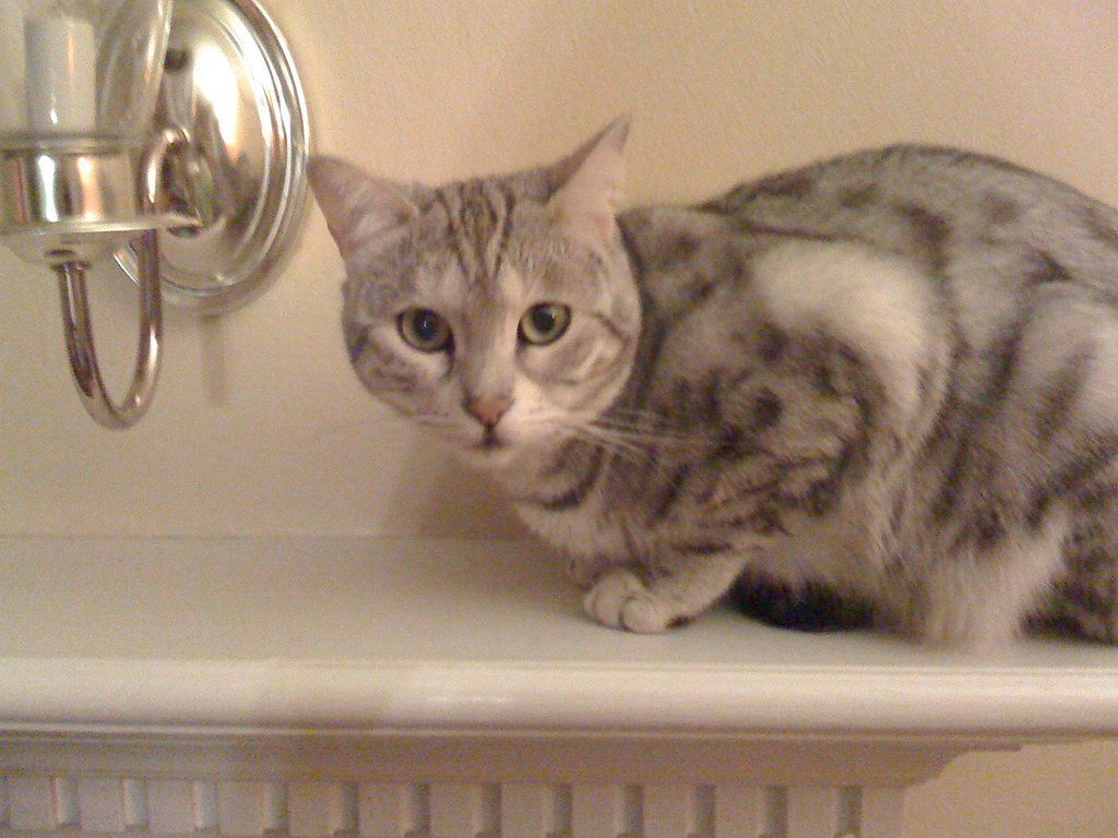 #8 Egyptian Mau (Image Credits: Flickr)
