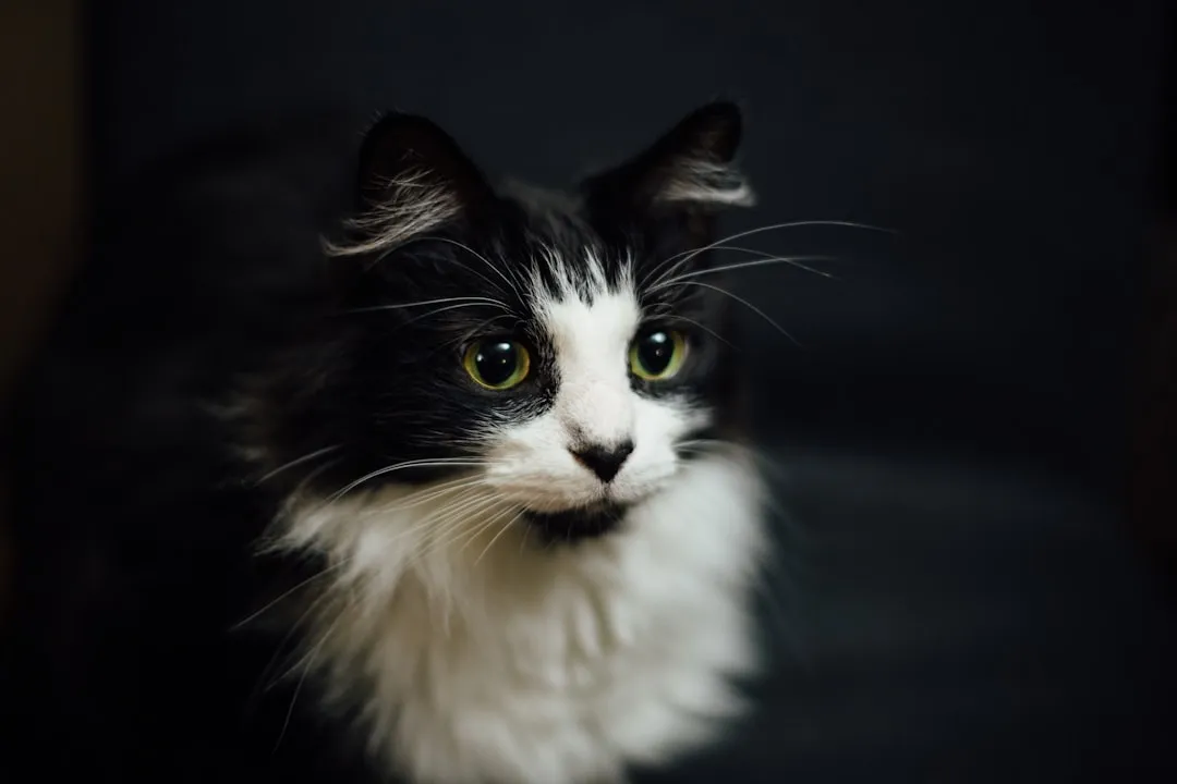 #2 - "Medical Quirks" Cats: Perfectly Lovable, Quietly Blacklisted (Image Credits: Unsplash)