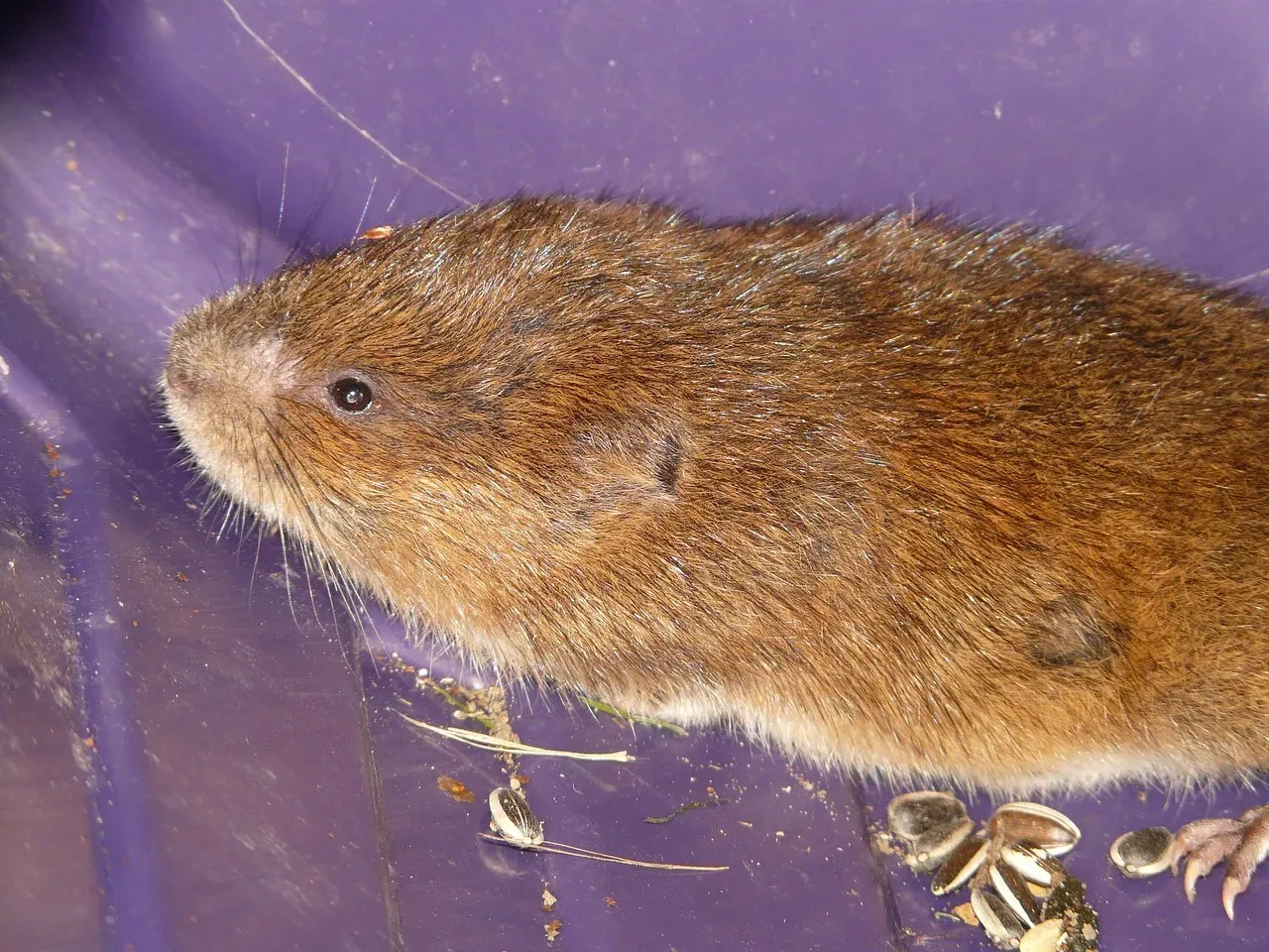 Voles: The Underground Destroyers (Image Credits: Pixabay)