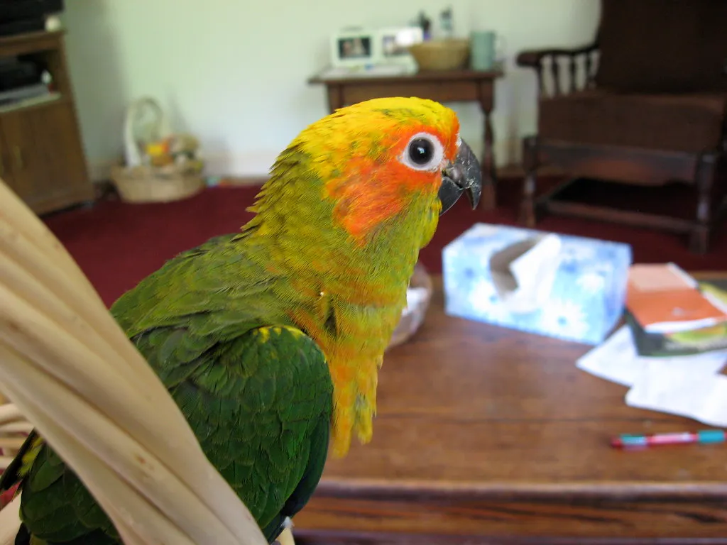 #8 - Sun Conures: Vibrant But Fragile (The_Gut, Flickr, CC BY 2.0)