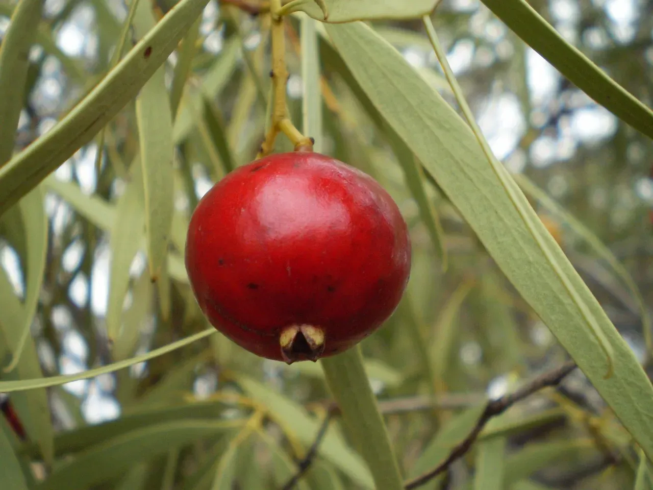 Plant Native Trees and Shrubs First (Image Credits: Pixabay)