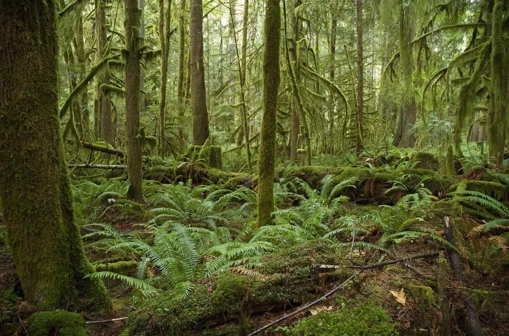 It's Surrounded By a Temperate Rainforest (Image Credits: Flickr)