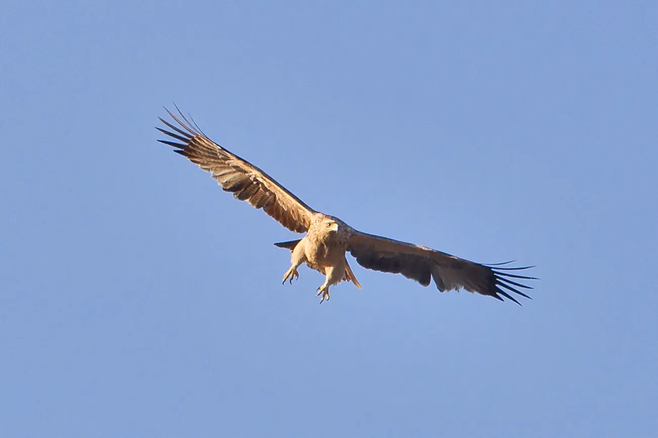20. Spanish Imperial Eagle - A Conservation Triumph (By Juan Lacruz, CC BY-SA 3.0)