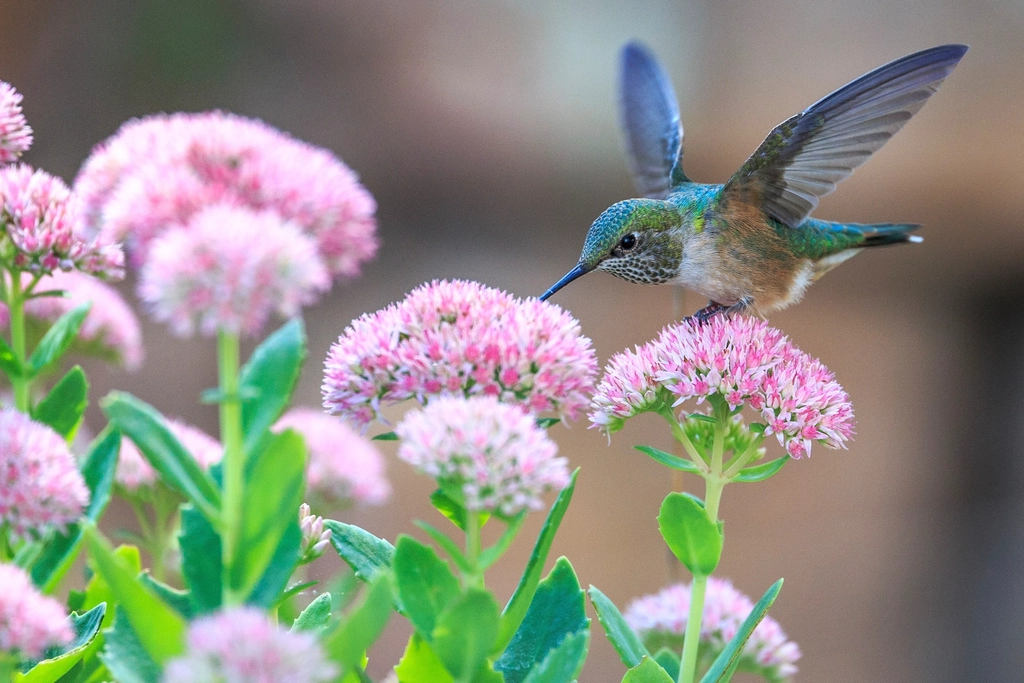 #1 A Hummingbird Visit Is First a Lesson in Biology, Not Magic (Image Credits: Rawpixel)