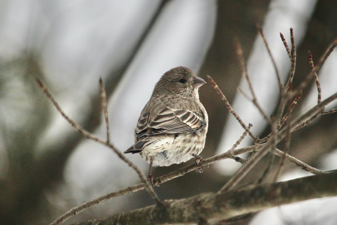 House Finches: The Rosy-colored Songsters (Image Credits: Unsplash)