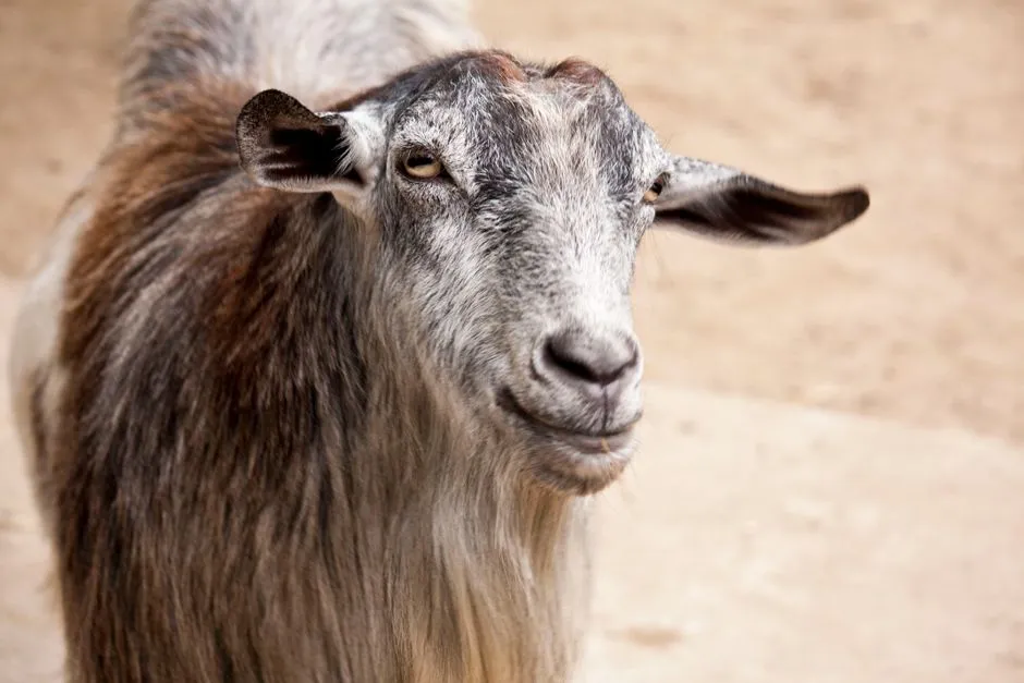 How Goats Compare to “Smarter” Animals (Image Credits: Pexels)