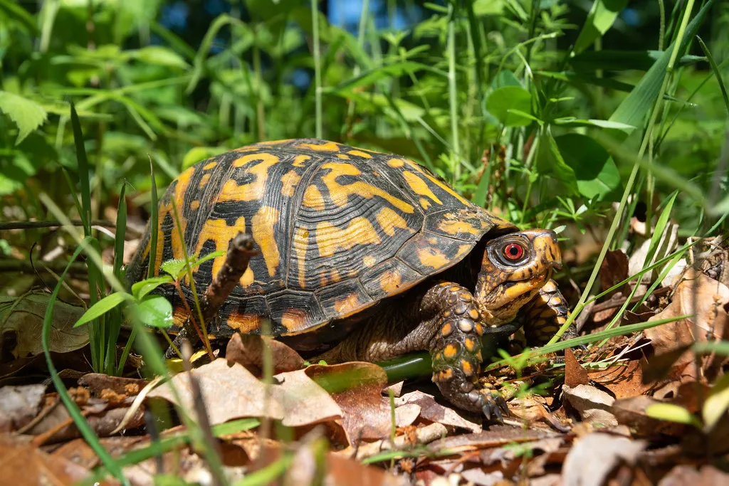 Overwintering sites: the loyalty that matters most (Image Credits: Flickr)