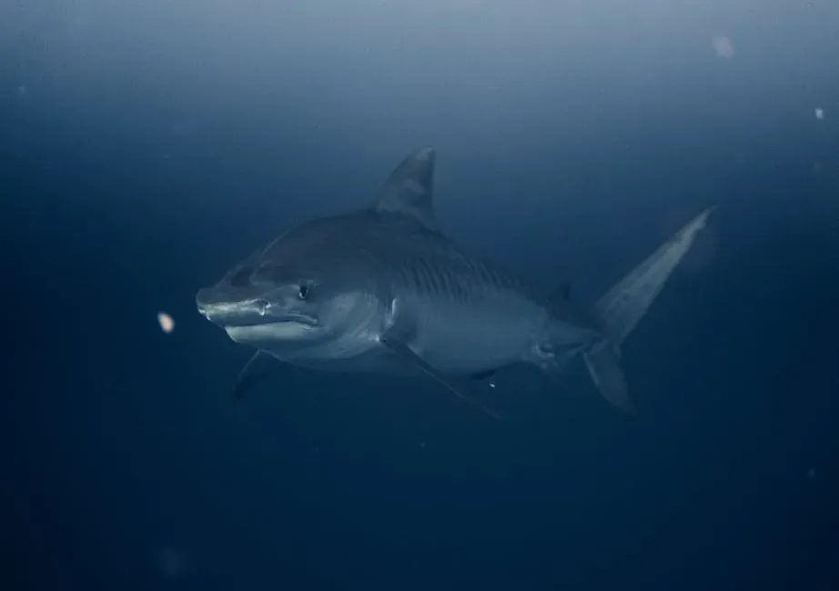 9. The Greenland Shark: An Ancient Wanderer of the Deep (Image Credits: Pexels)