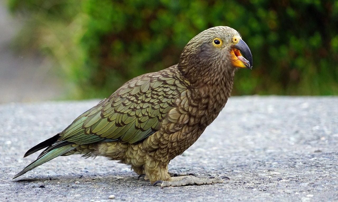 Kea Parrot (Image Credits: Pixabay)